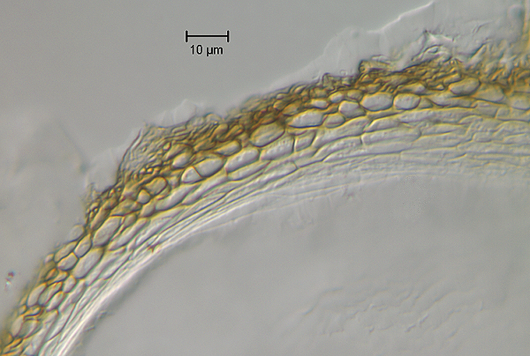 A477_peridiium.jpg