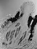 Lindgomyces ingoldianus - additional image