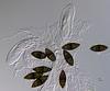Megalohypha aqua-dulces - additional image
