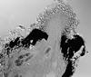 Lindgomyces ingoldianus - additional image