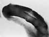 Lindgomyces ingoldianus - Sheath