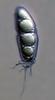 Wicklowia aquatica - Appendage