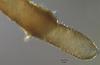 Cyanoannulus petersenii - additional image
