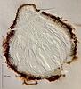 Falciformispora lignatilis - Ascomata