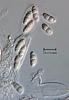 Wicklowia aquatica - additional image