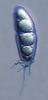Wicklowia aquatica - additional image