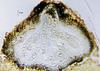 Lindgomyces cinctospora - Ascomata