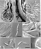 Pseudotrichia allequashensis - additional image
