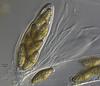 Jahnula bipolaris - additional image