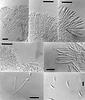 Lambertella advenula - additional image