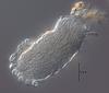 Aquaticola hyalomura - Beak
