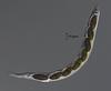 Hyalorostratum  brunneisporum  - Ascus