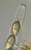 Jahnula bipolaris - additional image