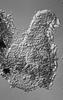 Aniptodera limnetica - Ascomata