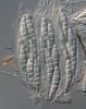 Falciformispora lignatilis - additional image