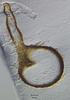 Cyanoannulus petersenii - Ascomata