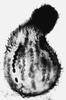 Arnium apiculatum - Ascomata