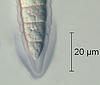 Falciformispora lignatilis - additional image