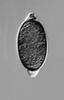 Arnium apiculatum - Ascospore