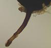 Cyanoannulus petersenii - Beak