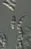 Lindgomyces cinctospora - additional image