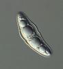 Lindgomyces cinctospora - additional image