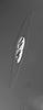 Lindgomyces ingoldianus - additional image