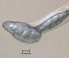 Lindgomyces cinctospora - additional image
