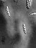 Lindgomyces ingoldianus - additional image