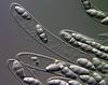 Lindgomyces cinctospora - additional image