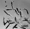 Kirschsteiniothelia elaterascus - additional image