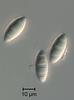 Luttrellia parvulospora - Ascospore