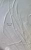 Jahnula aquatica - Hamathecium