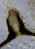 Luttrellia guttulata - Beak
