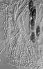 Kirschsteiniothelia elaterascus - Hamathecium