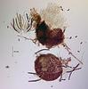 Jahnula aquatica - additional image