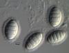 Luttrellia halonata - Ascospore