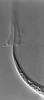 Kirschsteiniothelia elaterascus - additional image