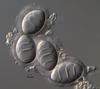 Luttrellia halonata - Ascus