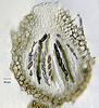 Jahnula aquatica - additional image