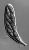 Kirschsteiniothelia elaterascus - additional image