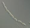 Luttrellia parvulospora - Ascus