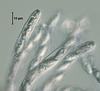 Aquaticola ellipsoidea - additional image