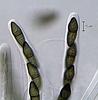 Jahnula aquatica - additional image