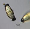 Jahnula bipolaris - Ascospore