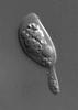 Zopfiella lundqvistii - additional image