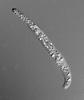 Ophioceras venezuelense - additional image