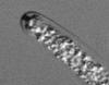 Ophioceras venezuelense - additional image