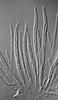 Ophioceras tenuisporum - additional image