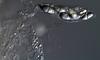 Magnisphaera stevemossago - additional image